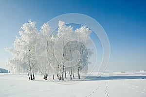 Winter landscape and trees photo