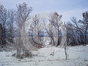 Winter landscape with trees and bush become covered with hoarfr