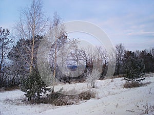 Winter landscape with trees and bush growing along the field