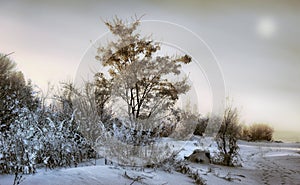 Winter landscape: trees and bushes covered with frost, the sun l