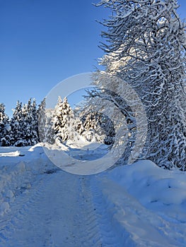 Winter landscape with trees, bushes and vegetation covered with snow after a heavy snowfall on a sunny day. Snowy winter fairytale