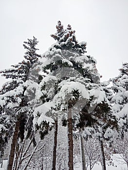 Winter landscape. Trees and Christmas trees covered with snow.