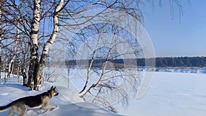 Winter landscape with trees on a cliff and a view from a height of a frozen river or a field with snow on a cold sunny