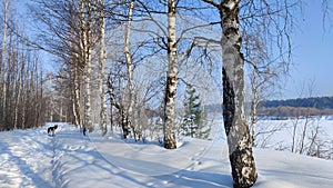 Winter landscape with trees on a cliff and a view from a height of a frozen river or a field with snow on a cold sunny
