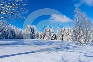 Winter landscape of trees covered with fresh snow with blue sky