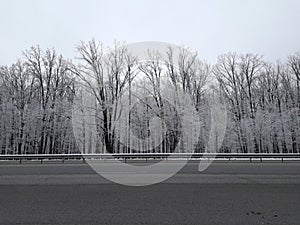 Winter landscape. Trees covered with frost