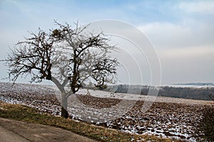 Winter landscape with trees covered with hoarfrost