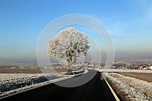 Winter landscape with trees covered with hoarfrost