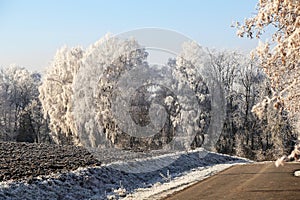 Winter landscape with trees covered with hoarfrost