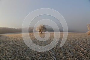 Winter landscape with trees covered with hoarfrost