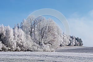Winter landscape with trees covered with hoarfrost