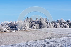 Winter landscape with trees covered with hoarfrost