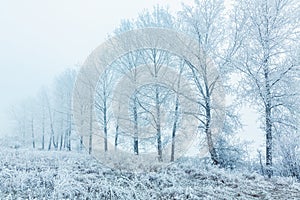 Winter Landscape, trees covered with snow