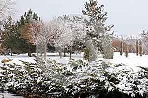 Winter landscape. Trees covered with snow and frost stand on the banks of a picturesque river, pond, lake, forest or park on cold