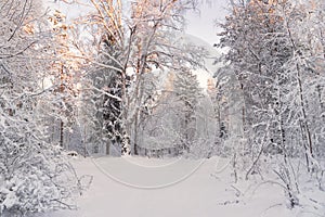 Winter Landscape.Trees Covered With Snow On Frosty Morning. Beautiful Winter Forest Landscape. Beautiful Winter Morning In A Snow-
