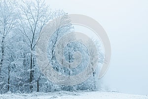 Winter Landscape, trees covered with snow, Germany