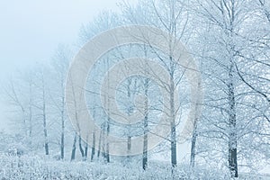 Winter Landscape, trees covered with snow, Germany