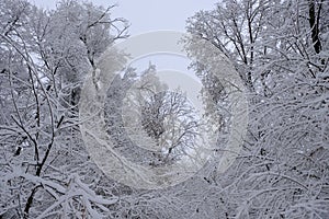 Winter landscape with trees cowered with snow after snowfall.