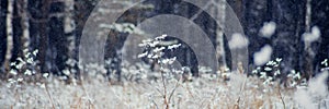 Winter landscape trees and dry grass in the forest covered with frost near the field the beautiful light of the setting