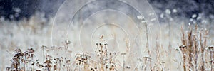 Winter landscape trees and dry grass in the forest covered with frost near the field the beautiful light of the setting