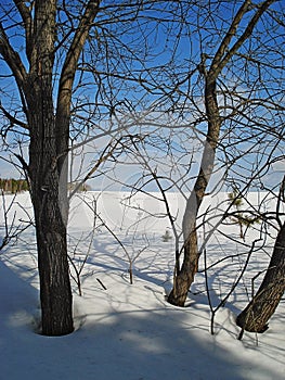 Winter landscape. Trees on the edge of a field. February. Urals