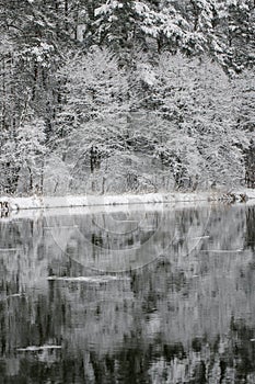 Winter landscape of trees on the edge of the river