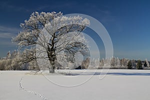 Winter landscape trees field dawn sunrise