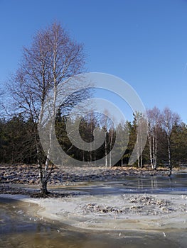 Winter landscape with trees, flooded meadow and ice