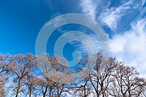 Winter landscape with trees and forest, Dry tree without leaf with blue sky and beautiful clouds