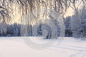 Winter landscape trees in forest with field