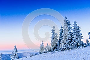 Winter landscape trees in frost