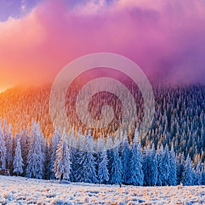 Winter landscape trees in frost. Carpathian, Ukraine, Europe.