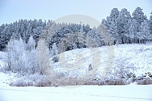 Winter landscape of trees in frost after severe frosts gray sky