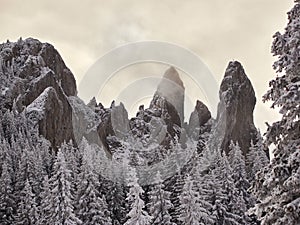 Winter landscape with trees and mountains covered with snow