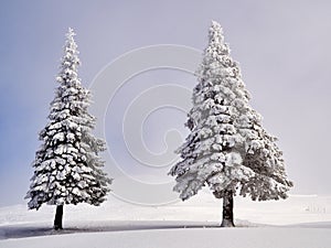 Winter landscape with trees and mountains covered with snow