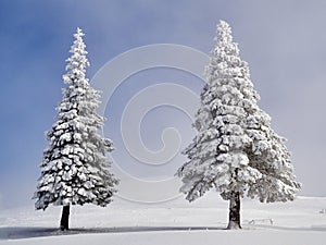 Winter landscape with trees and mountains covered with snow