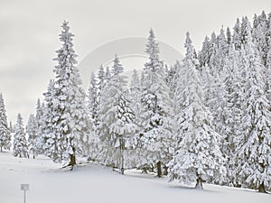 Winter landscape with trees and mountains covered with snow