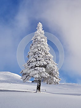 Winter landscape with trees and mountains covered with snow