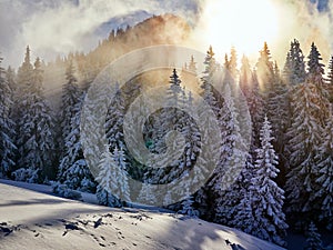 Winter landscape with trees and mountains covered with snow