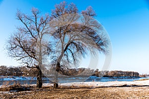Winter landscape with trees, river and forest, Dry tree without leaf with blue sky and the ground covered snow
