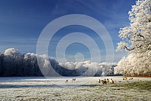 Winter landscape with trees and sheep