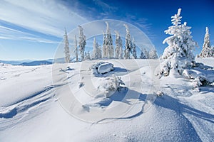 Winter landscape trees snowbound