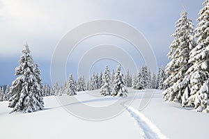 Winter landscape with trees in the snowdrifts, the lawn covered by snow with the foot path