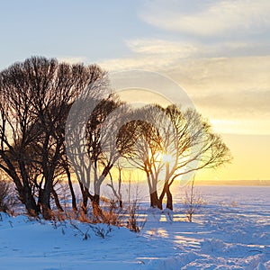 Winter landscape - trees at sunset. Calm winter nature in sunlight