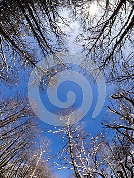 Winter landscape. Treetops against the blue sky