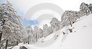 Winter Landscape Troodos mountains, Cyprus