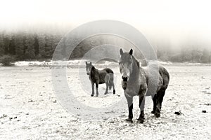 Winter landscape with two horses looking. Black and white