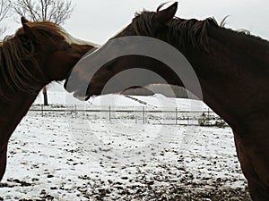 Horse winter kiss mother kiss her baby photo