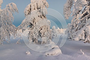 Winter landscape with tykky snow covered trees in winter forest