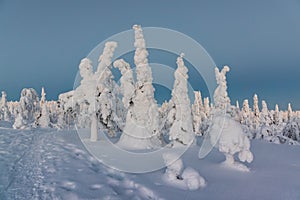 Winter landscape with tykky snow covered trees in winter forest